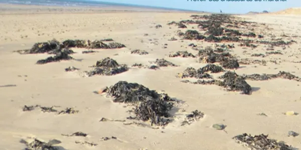 Reconnaître les algues de la laisse de mer
