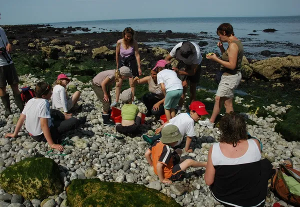 Sortie nature : Pêche à pied à Sainte-Adresse