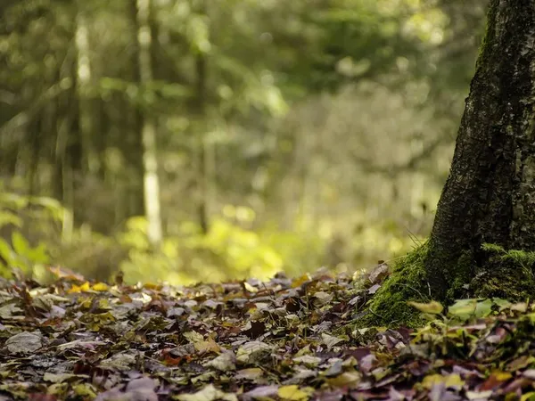 Les gardiens de la forêt