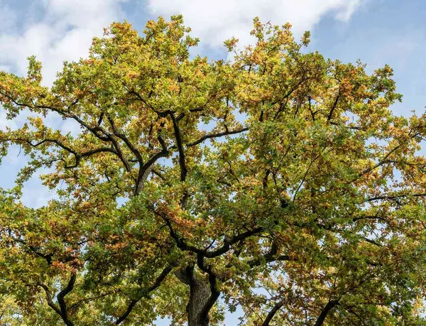 Histoires en familles : Auprès de mon arbre