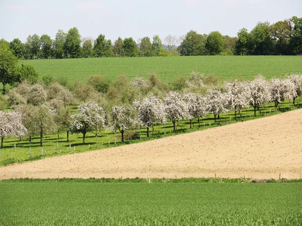 Manoir de Durcet: tous au verger !