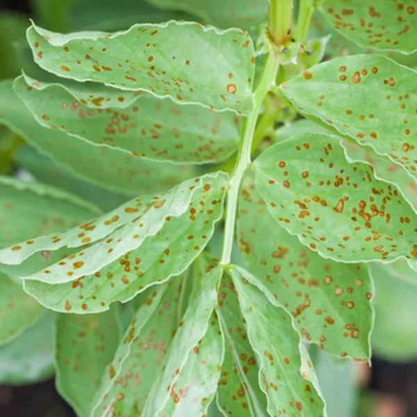 A la découverte des champignons et parasites de plantes