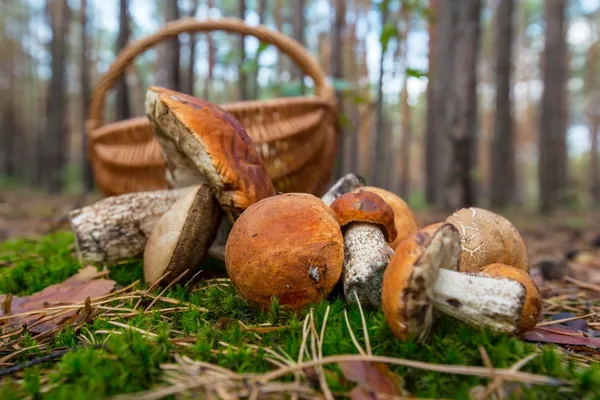 Balade mycologique avec un spécialiste
