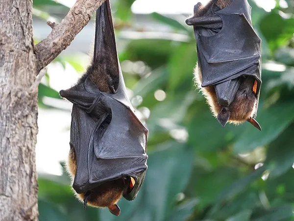 "Chauve qui peut" : à la découverte des chauves-souris