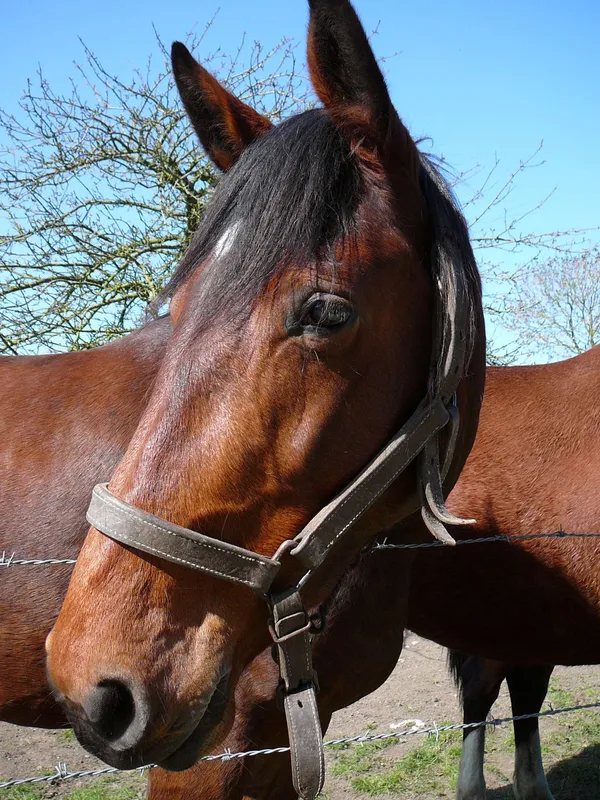 Exposition temporaire "Terre de champions, les célèbres chevaux d'Isigny-sur-Mer"