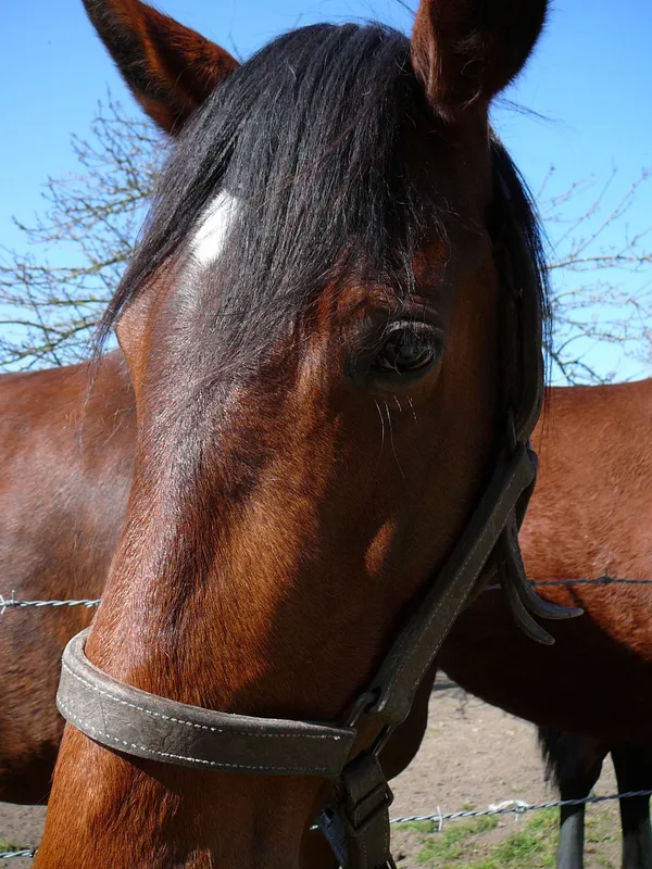 Visite du haras d'Etreham