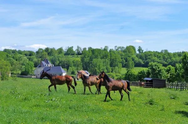 Randonnée pédestre au Merlerault - Terre de Cheval