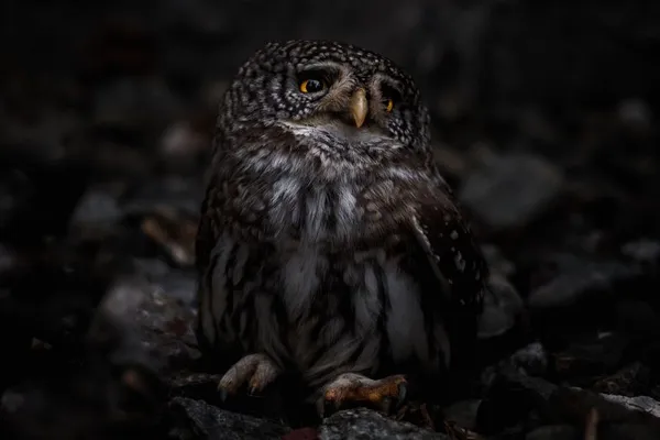 A la découverte des rapaces nocturnes