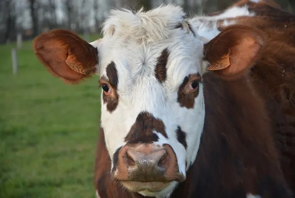 80ème Comice Agricole de Blangy-le-Château