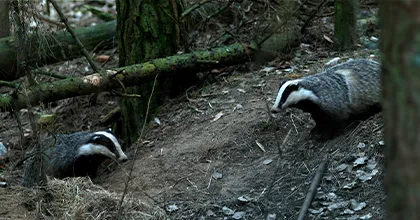 Cinéma en famille : Dans les Bois