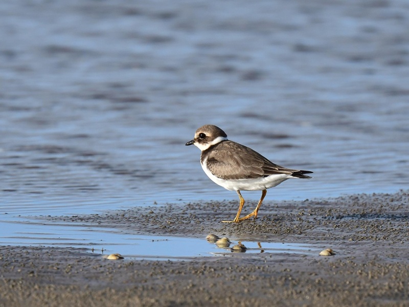 Balade ornithologique : "Les oiseaux marins"