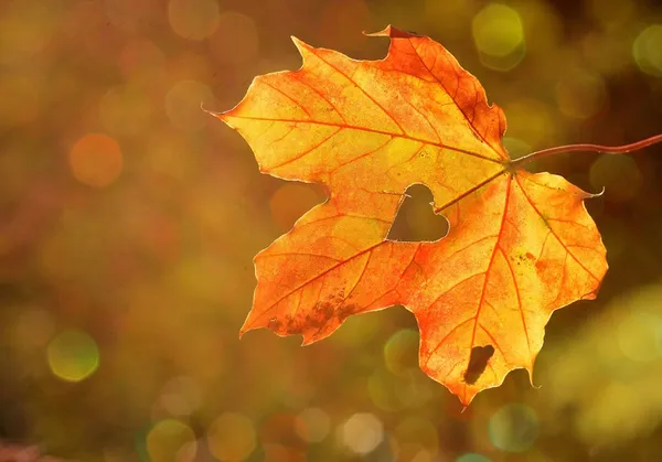 Salon Saveurs d'Automne