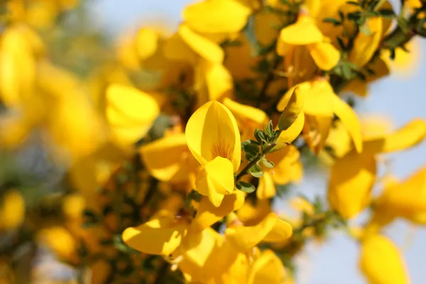 [Balade naturaliste] La flore de la lande du Cap d'Ailly