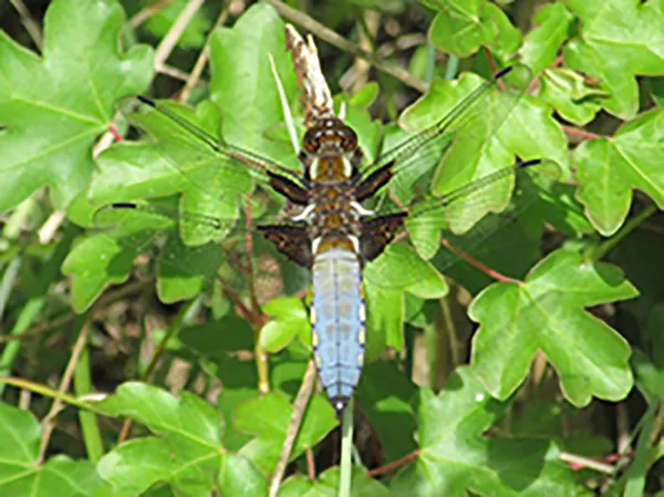 Découverte des insectes forestiers