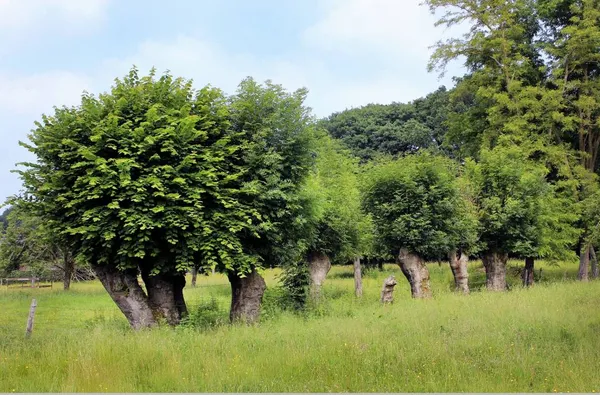 Balade : l'arbre têtard, pour quoi faire ?