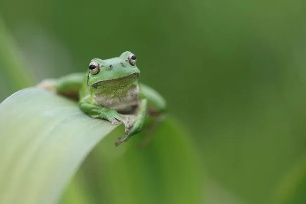 Café-patrimoine : "A la découverte des amphibiens de la Hague"