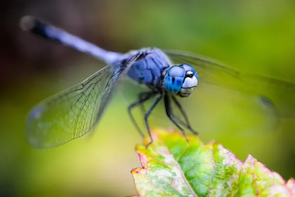 A la découverte des libellules
