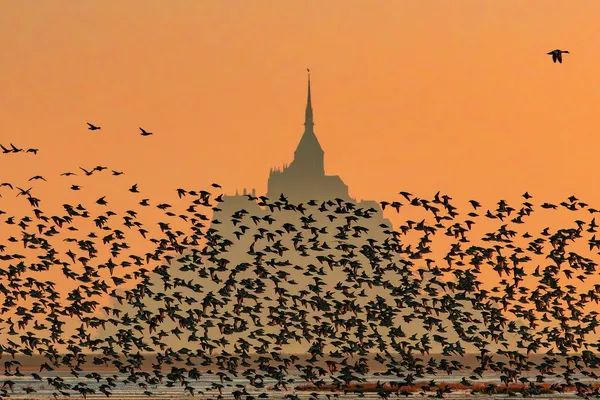 Conférence grand public : La Baie sauvage par le photographe animalier Pascal Percheron