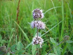 Flore des tourbières et du bocage