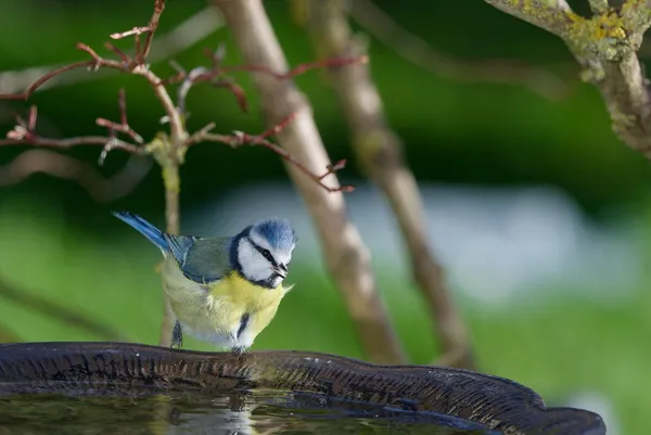 Chant des oiseaux