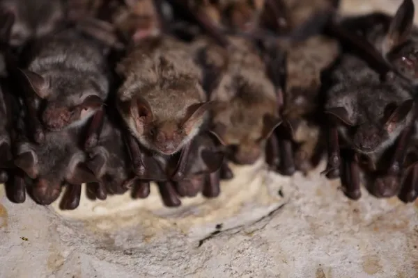 Nocturne chauves-souris