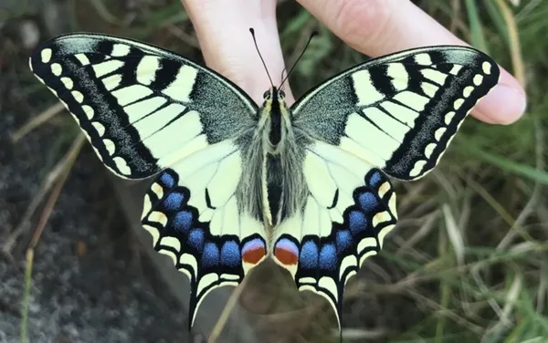 Atelier tout public : le papillon, l’arc-en-ciel de la nature