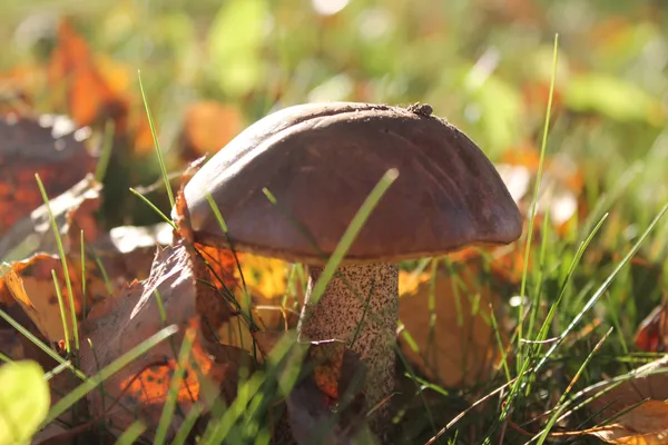 Rando Petit Déj et champignon