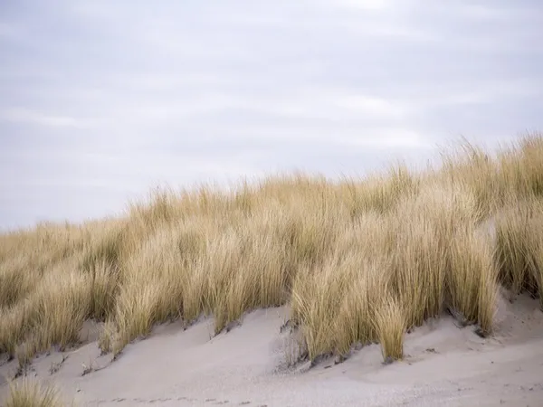 Annulé - Balade : découverte des dunes