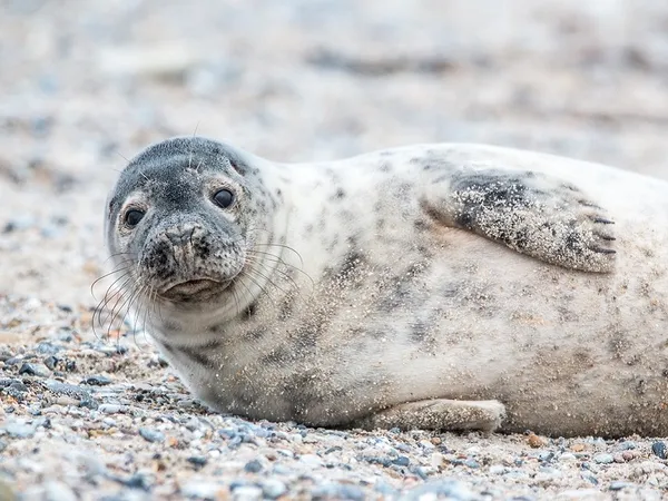 Conférence : Phoq'us (sur les mammifères marins)