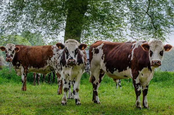 Comice agricole du bocage domfrontais