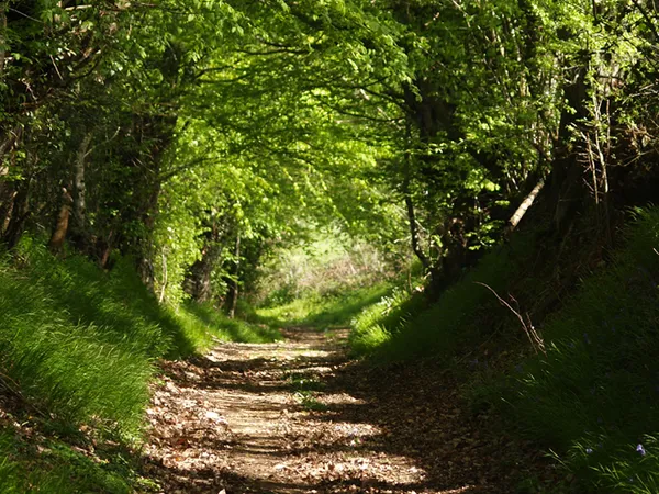 Découverte des premières fleurs du printemps en forêt de Bellême
