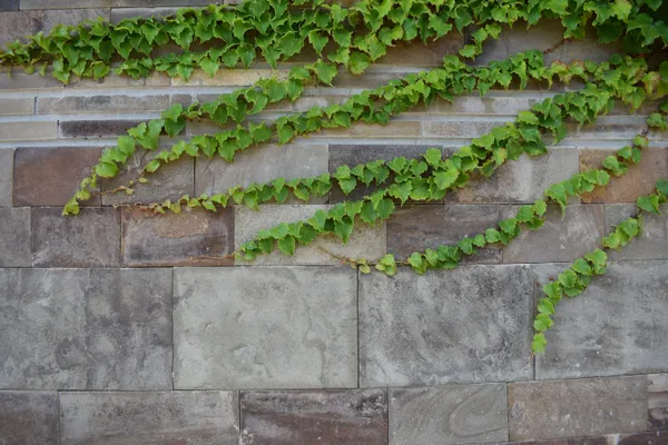 [Balade nature] La flore sauvage des rues d'Offranville