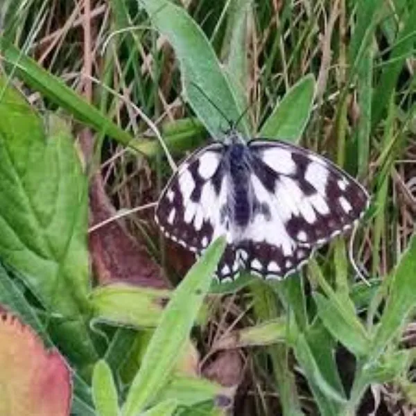 Sortie nature : Drôles de bêtes aux carrières