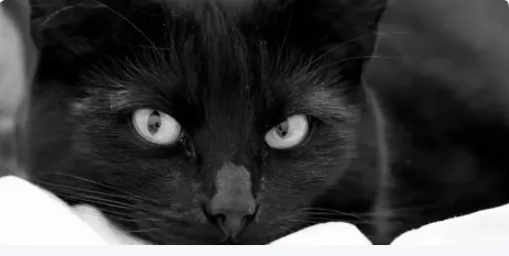 Exposition - Chat alors !