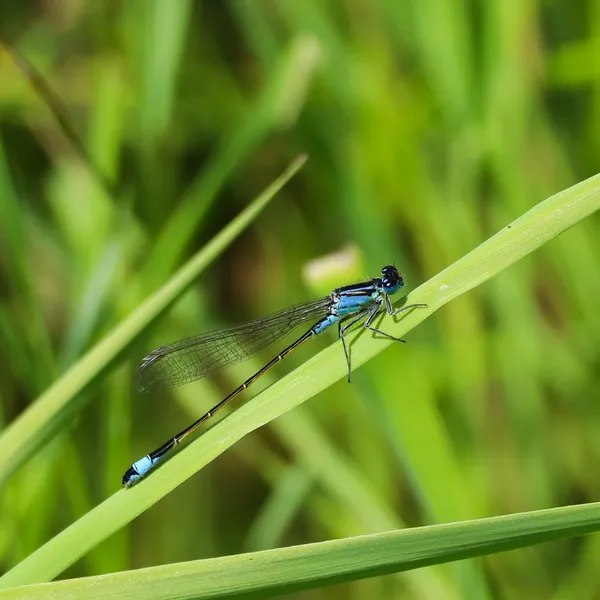 [Balade nature] A la découverte des libellules
