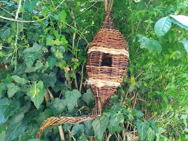 Vannerie d'osier cultivé