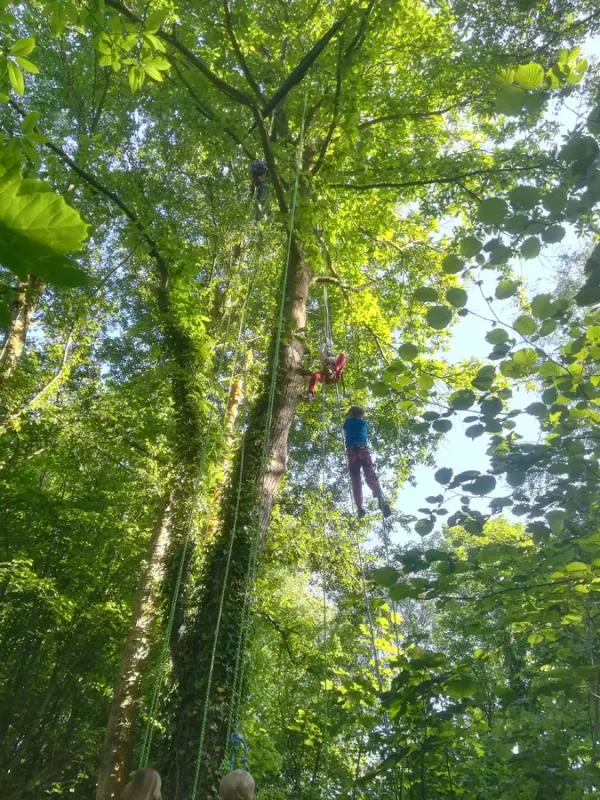 Grimpe d'arbres en forêt d'Eu