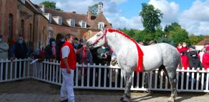 Concours national Percheron