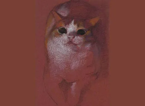 Rencontres de chats - exposition de Yve Li