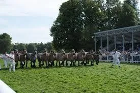 Concours national de chevaux ardennais