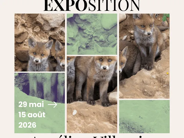 Exposition de photographie : Aurélien Villemin - Vosges, Terre du sauvage