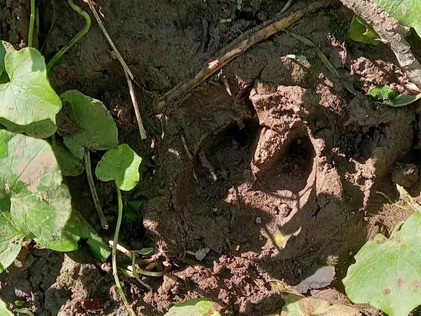 Traces et indices dans le Sanctuaire de nature