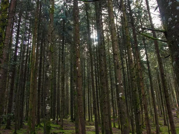A l'écoute de la forêt, vivez l'automne autrement