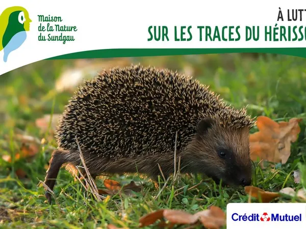 Sur les traces du hérisson à Lutter