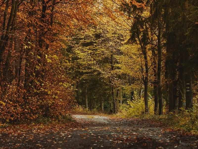 Conférence : Mythologie des arbres