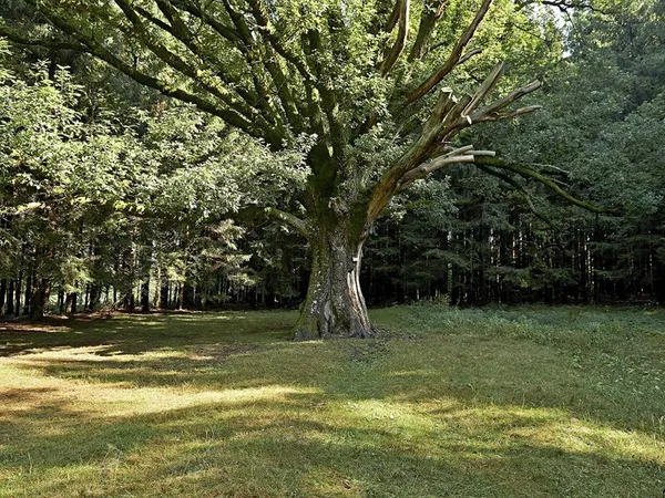 Sentiers Plaisir : Sorcières, gardiennes d'un savoir ancestral