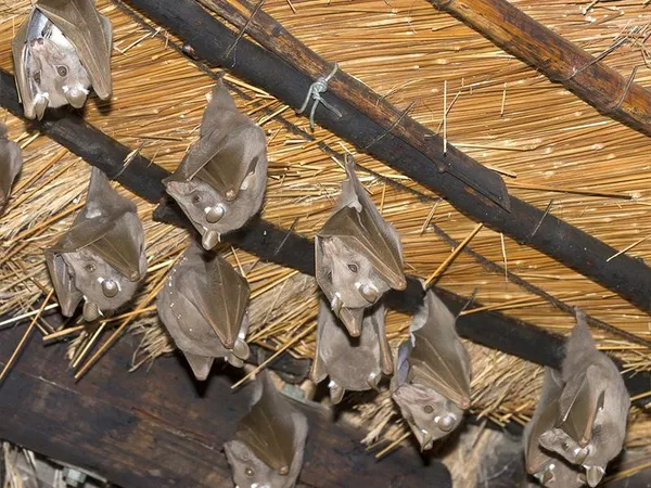 Nuit européenne de la chauve-souris