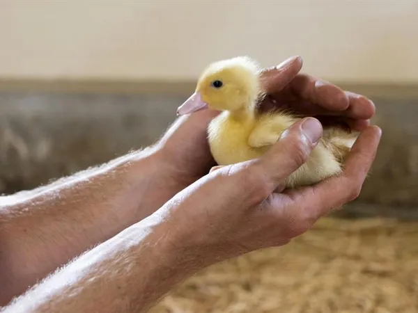 Le Gaveur du Kochersberg : quand la passion du produit est au coeur d'une famille