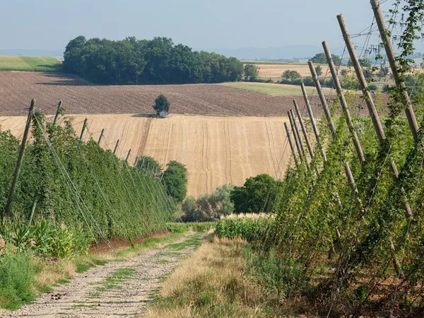 Les visites estivales pédestres du Sentier du Houblon
