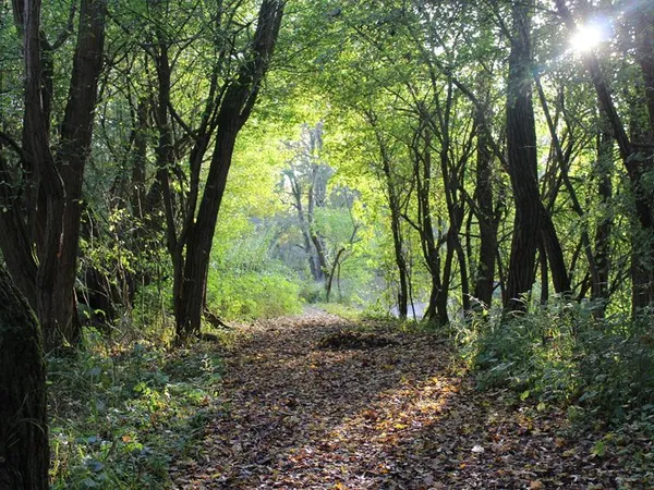 L'automne dans le delta de la Sauer